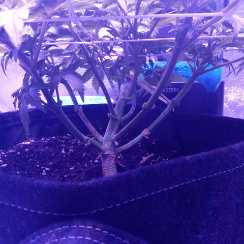 Orange Punch growlog photo: Apos desfoliacão.