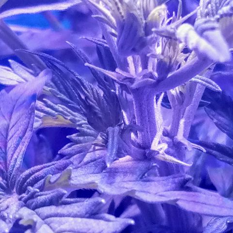 Auto Kong #4 growlog photo: O desenvolvimento da AK esta a frente da OP. Os primeiros pistilos ja estao Bem visiveis. Pesquisando se Ela de Fato ja esta no estagio de floracao.