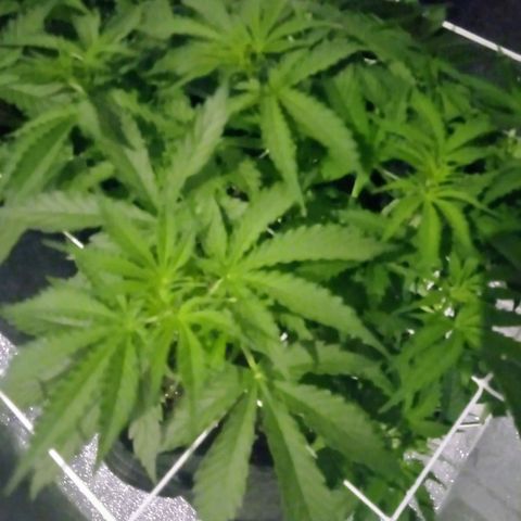 Auto Kong #4 growlog photo: O desenvolvimento da AK esta a frente da OP. Os primeiros pistilos ja estao Bem visiveis. Pesquisando se Ela de Fato ja esta no estagio de floracao.