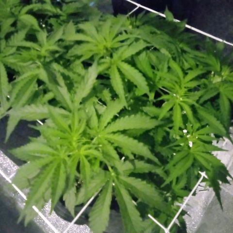 Auto Kong #4 growlog photo: O desenvolvimento da AK esta a frente da OP. Os primeiros pistilos ja estao Bem visiveis. Pesquisando se Ela de Fato ja esta no estagio de floracao.