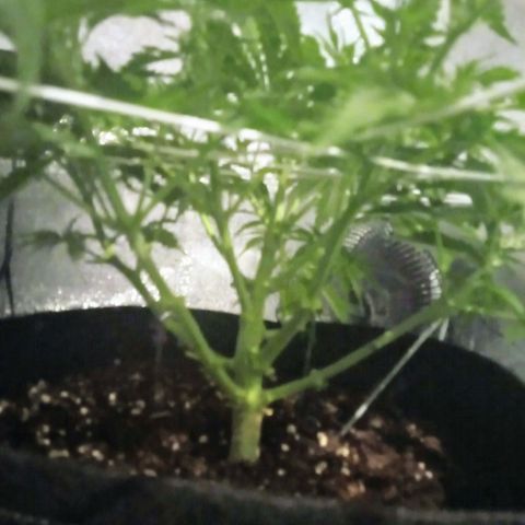 Auto Kong #4 growlog photo: O desenvolvimento da AK esta a frente da OP. Os primeiros pistilos ja estao Bem visiveis. Pesquisando se Ela de Fato ja esta no estagio de floracao.