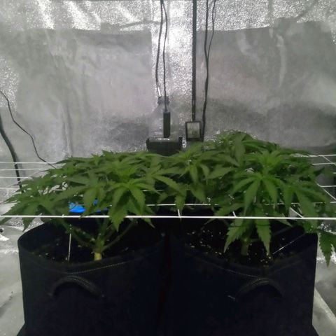 Orange Punch growlog photo: Apesar do desenvolvimento um pouco lento, conseguimos 7 a 8 brunches.