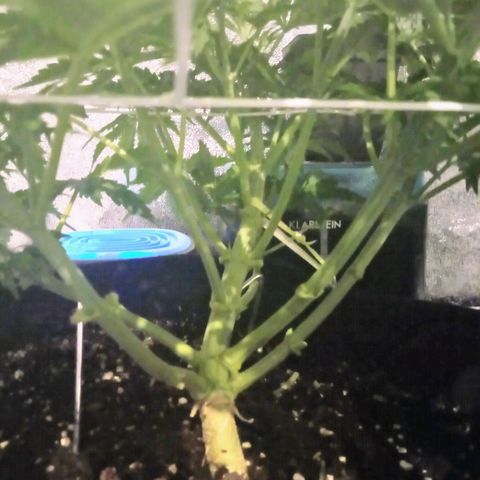 Orange Punch growlog photo: Apesar do desenvolvimento um pouco lento, conseguimos 7 a 8 brunches.