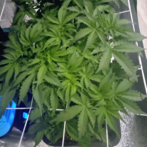 Orange Punch growlog photo: Apesar do desenvolvimento um pouco lento, conseguimos 7 a 8 brunches.