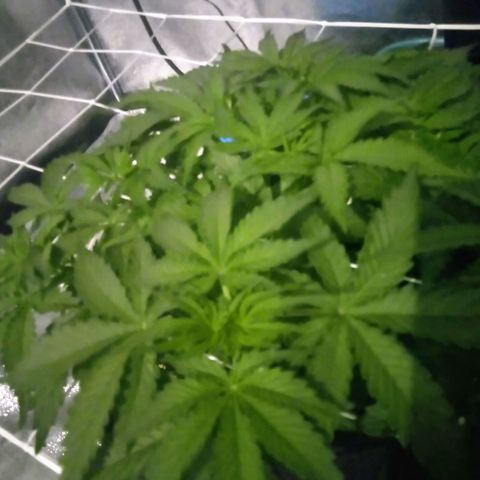 Orange Punch growlog photo: Apesar do desenvolvimento um pouco lento, conseguimos 7 a 8 brunches.