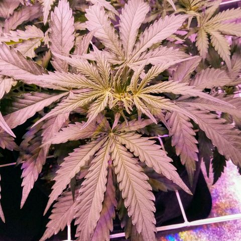 Auto Kong #4 growlog timeline photo