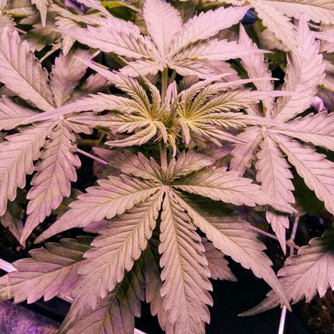 Orange Punch growlog timeline photo