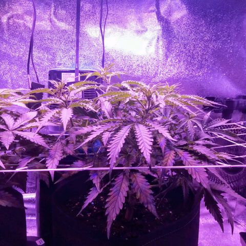 Auto Kong #4 growlog photo: Ha os primeiros sinais de que as Flores esta ai...