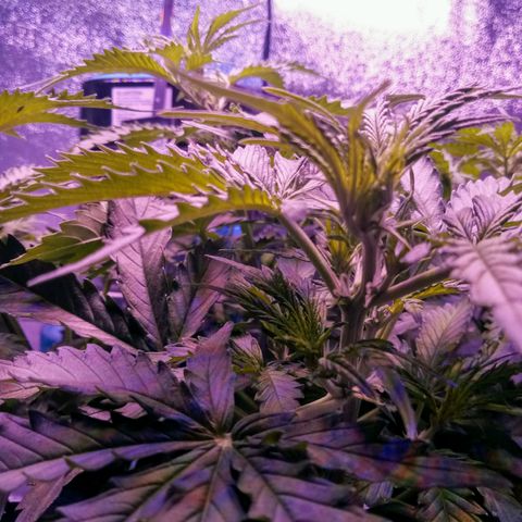 Auto Kong #4 growlog photo: Ha os primeiros sinais de que as Flores esta ai...