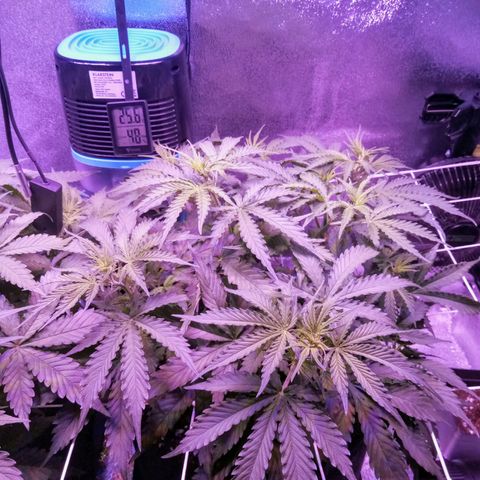 Auto Kong #4 growlog photo: Ha os primeiros sinais de que as Flores esta ai...