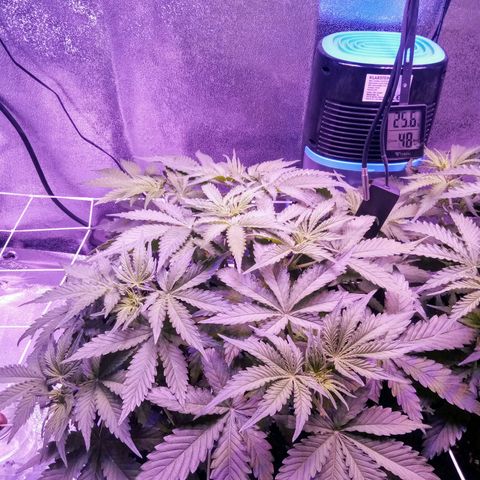 Orange Punch growlog photo: Os primeiros pistilos surgiram, Como esperado... 1 semana de atraso em relacao a AK.