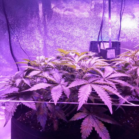 Orange Punch growlog photo: Os primeiros pistilos surgiram, Como esperado... 1 semana de atraso em relacao a AK.