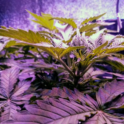 Orange Punch growlog photo: Os primeiros pistilos surgiram, Como esperado... 1 semana de atraso em relacao a AK.