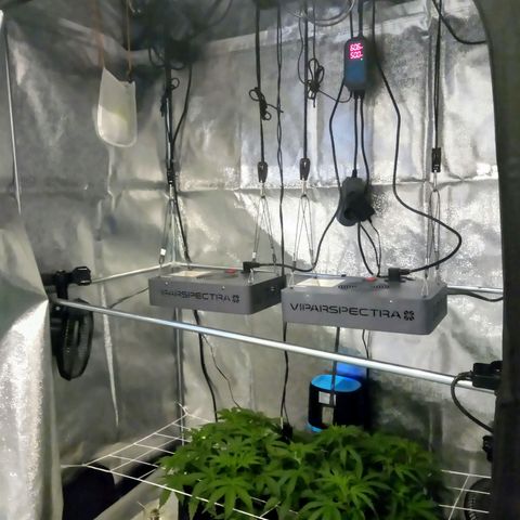 Auto Kong #4 growlog photo: AK a direita e OP a esquerda... A tenda esta valendo o investimento... Fora a diversao e terapia...
