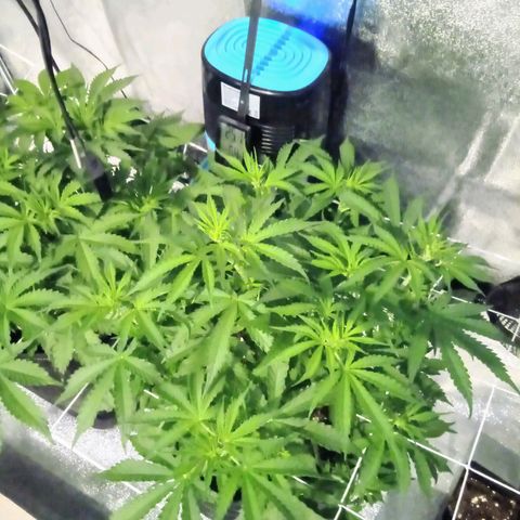 Auto Kong #4 growlog photo: Como é minha primeira Planta, nao sei se esta bom ou otimo... Ou se tenho alguma problema de crescimento, pois nao tenho muita altura... Mas temos alguns brunches 9 a 10... Veremos... Na semana 7 ou 8 vamos Saber exatamente o que se passa... 