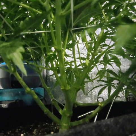Auto Kong #4 growlog photo: Como é minha primeira Planta, nao sei se esta bom ou otimo... Ou se tenho alguma problema de crescimento, pois nao tenho muita altura... Mas temos alguns brunches 9 a 10... Veremos... Na semana 7 ou 8 vamos Saber exatamente o que se passa... 
