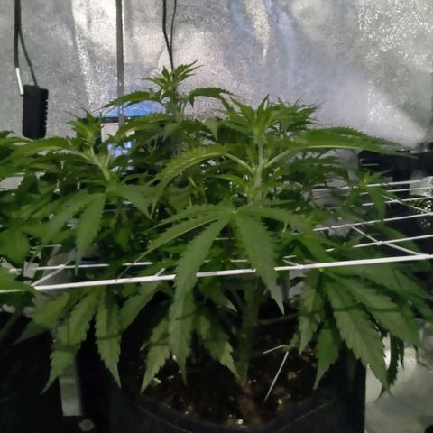 Auto Kong #4 growlog photo: Como é minha primeira Planta, nao sei se esta bom ou otimo... Ou se tenho alguma problema de crescimento, pois nao tenho muita altura... Mas temos alguns brunches 9 a 10... Veremos... Na semana 7 ou 8 vamos Saber exatamente o que se passa... 