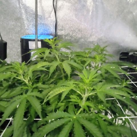 Auto Kong #4 growlog photo: Como é minha primeira Planta, nao sei se esta bom ou otimo... Ou se tenho alguma problema de crescimento, pois nao tenho muita altura... Mas temos alguns brunches 9 a 10... Veremos... Na semana 7 ou 8 vamos Saber exatamente o que se passa... 