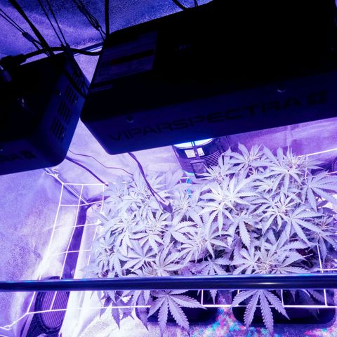 Orange Punch growlog photo: Aguardando... Seu desenvolvimento esta atraso em relacao a AK... Aguardando...