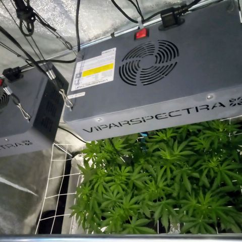 Orange Punch growlog photo: Aguardando... Seu desenvolvimento esta atraso em relacao a AK... Aguardando...