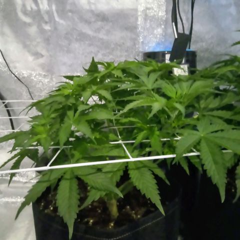 Orange Punch growlog photo: Aguardando... Seu desenvolvimento esta atraso em relacao a AK... Aguardando...