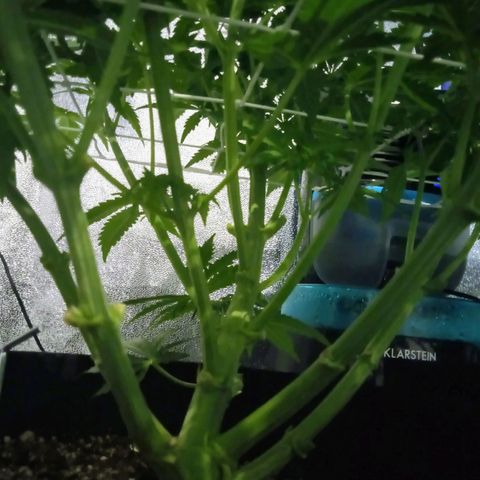 Orange Punch growlog photo: Aguardando... Seu desenvolvimento esta atraso em relacao a AK... Aguardando...