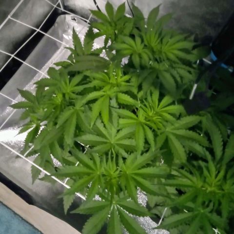 Orange Punch growlog photo: Aguardando... Seu desenvolvimento esta atraso em relacao a AK... Aguardando...