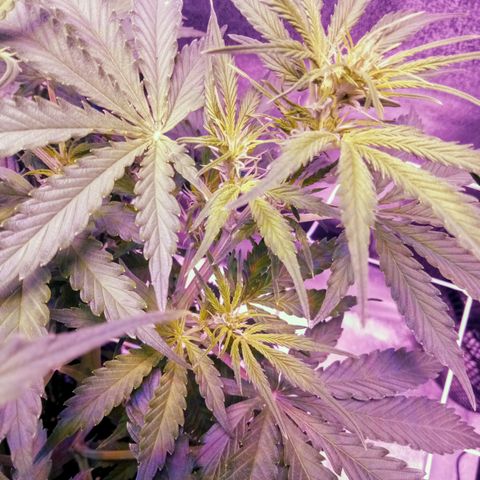 Auto Kong #4 growlog timeline photo
