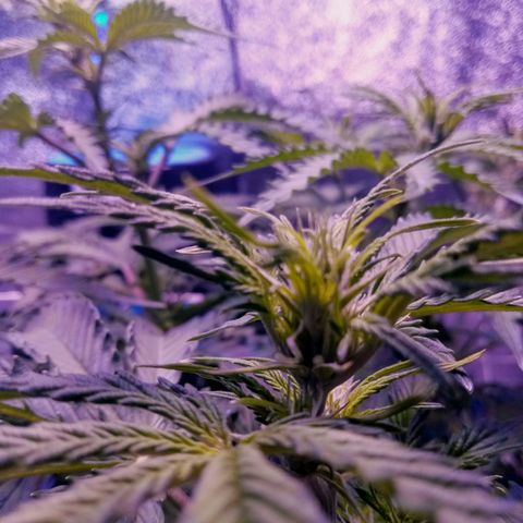 Auto Kong #4 growlog timeline photo