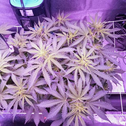 Auto Kong #4 growlog timeline photo