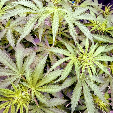 Auto Kong #4 growlog timeline photo