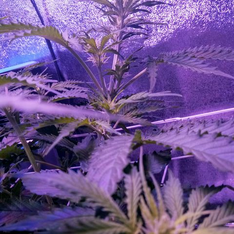 Auto Kong #4 growlog timeline photo