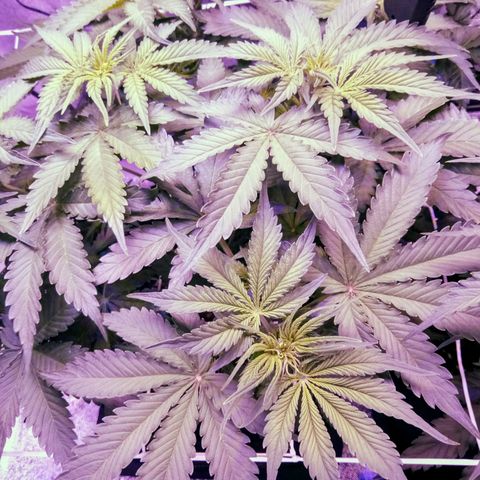 Orange Punch growlog timeline photo