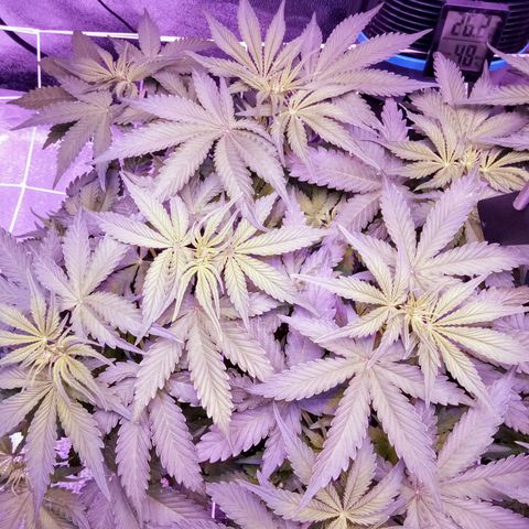 Orange Punch growlog timeline photo
