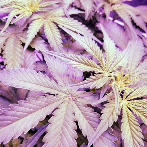 Orange Punch growlog timeline photo