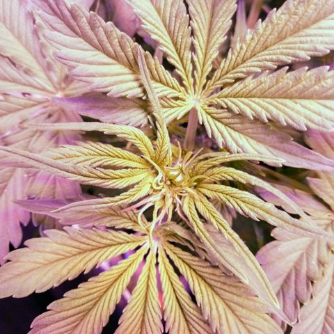 Orange Punch growlog timeline photo