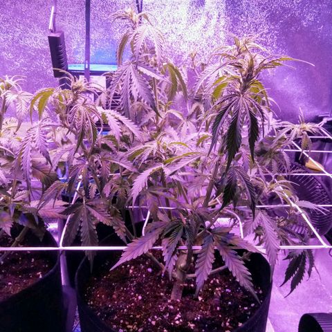 Auto Kong #4 growlog photo: Apos desfoliacão.
