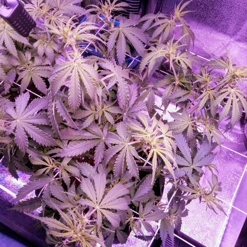 Auto Kong #4 growlog photo: Apos desfoliacão.