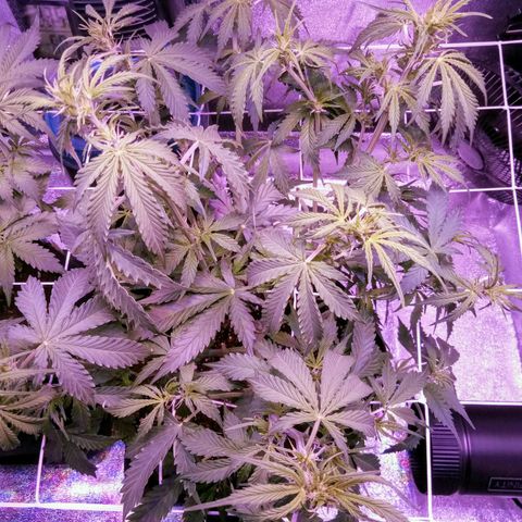 Auto Kong #4 growlog photo: Apos desfoliacão.