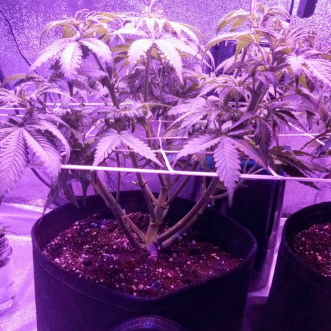 Orange Punch growlog photo: Apos desfoliacão.