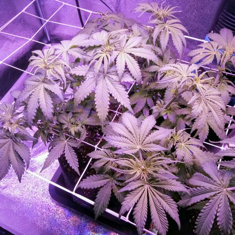 Orange Punch growlog photo: Apos desfoliacão.