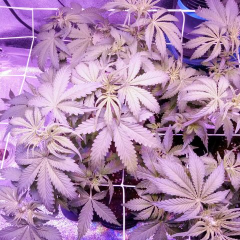 Orange Punch growlog photo: Apos desfoliacão.