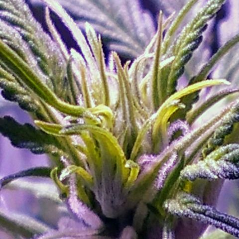 Orange Punch growlog timeline photo