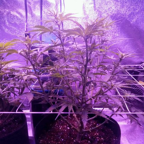 Auto Kong #4 growlog timeline photo