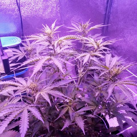 Auto Kong #4 growlog timeline photo