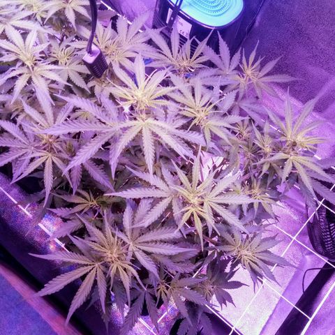 Auto Kong #4 growlog timeline photo