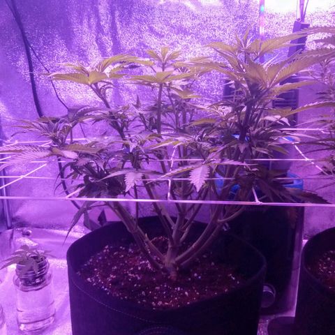 Orange Punch growlog timeline photo
