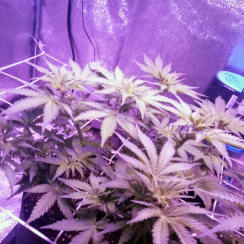 Orange Punch growlog timeline photo