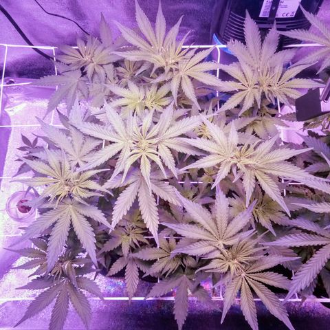 Orange Punch growlog timeline photo