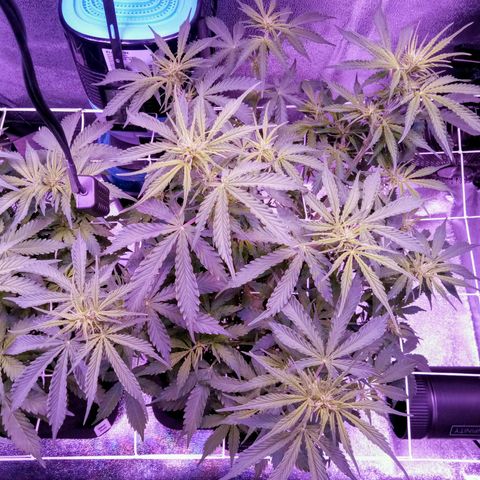 Auto Kong #4 growlog photo: Comecamos a semana com 100% de nutrientes.